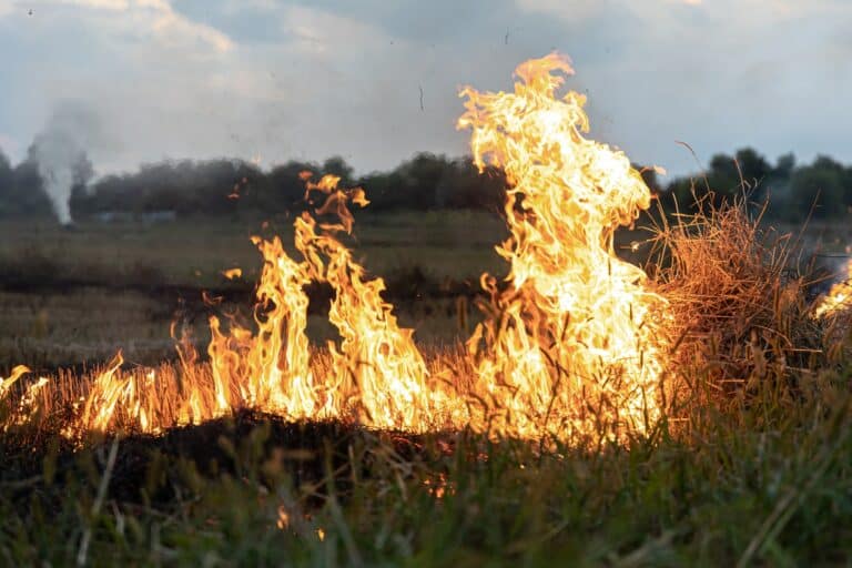 A fire burns in a field with dry grass.