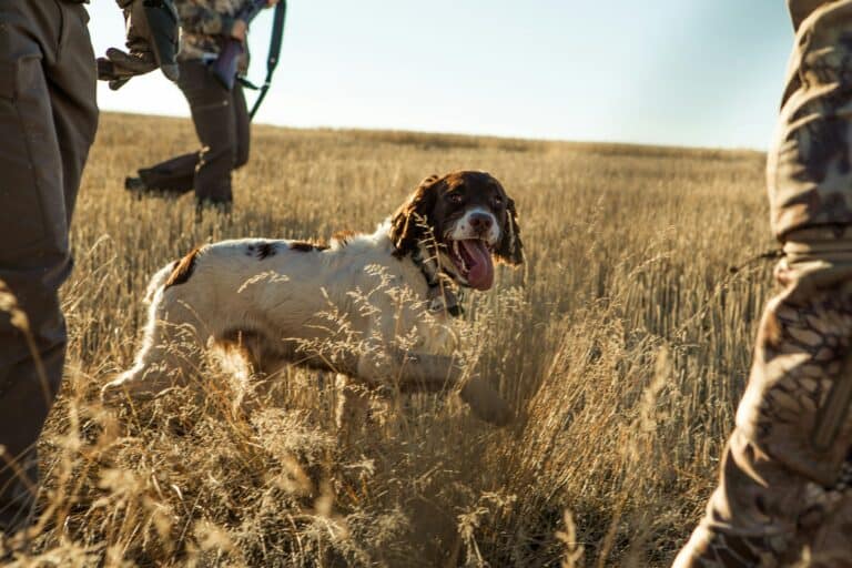 Illegal hunting with dogs